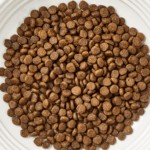 Close up of Encore chicken dry cat food in the bowl