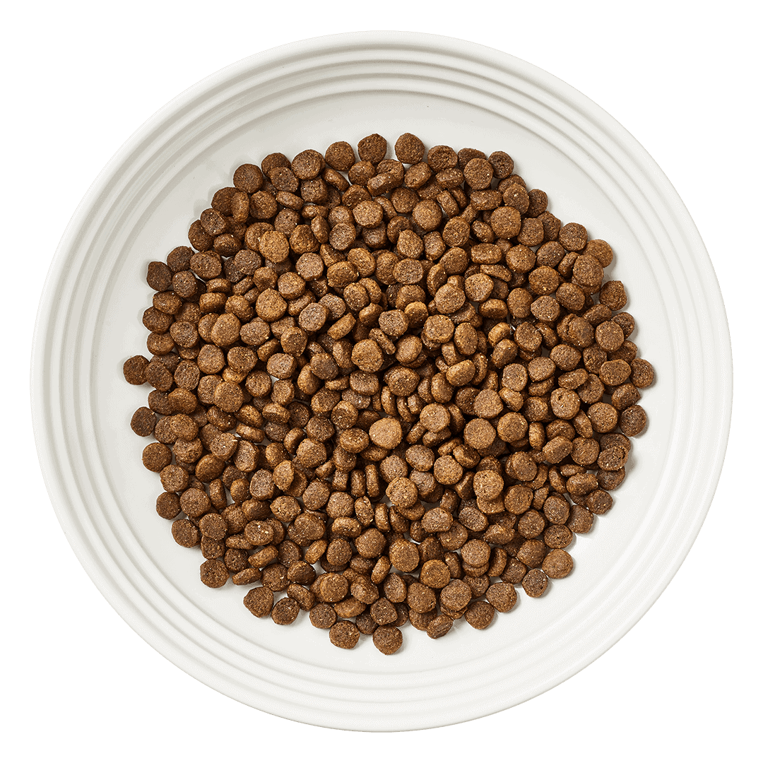 Chicken with Salmon Cat Food Kibble Encore Dry Cat Food