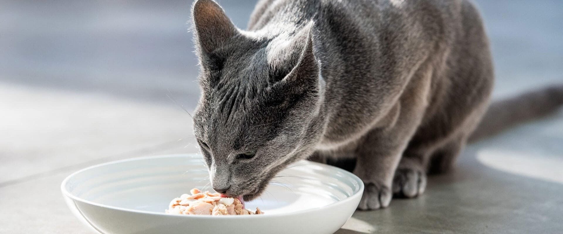 Photo of a cat enjoying Encore wet cat food