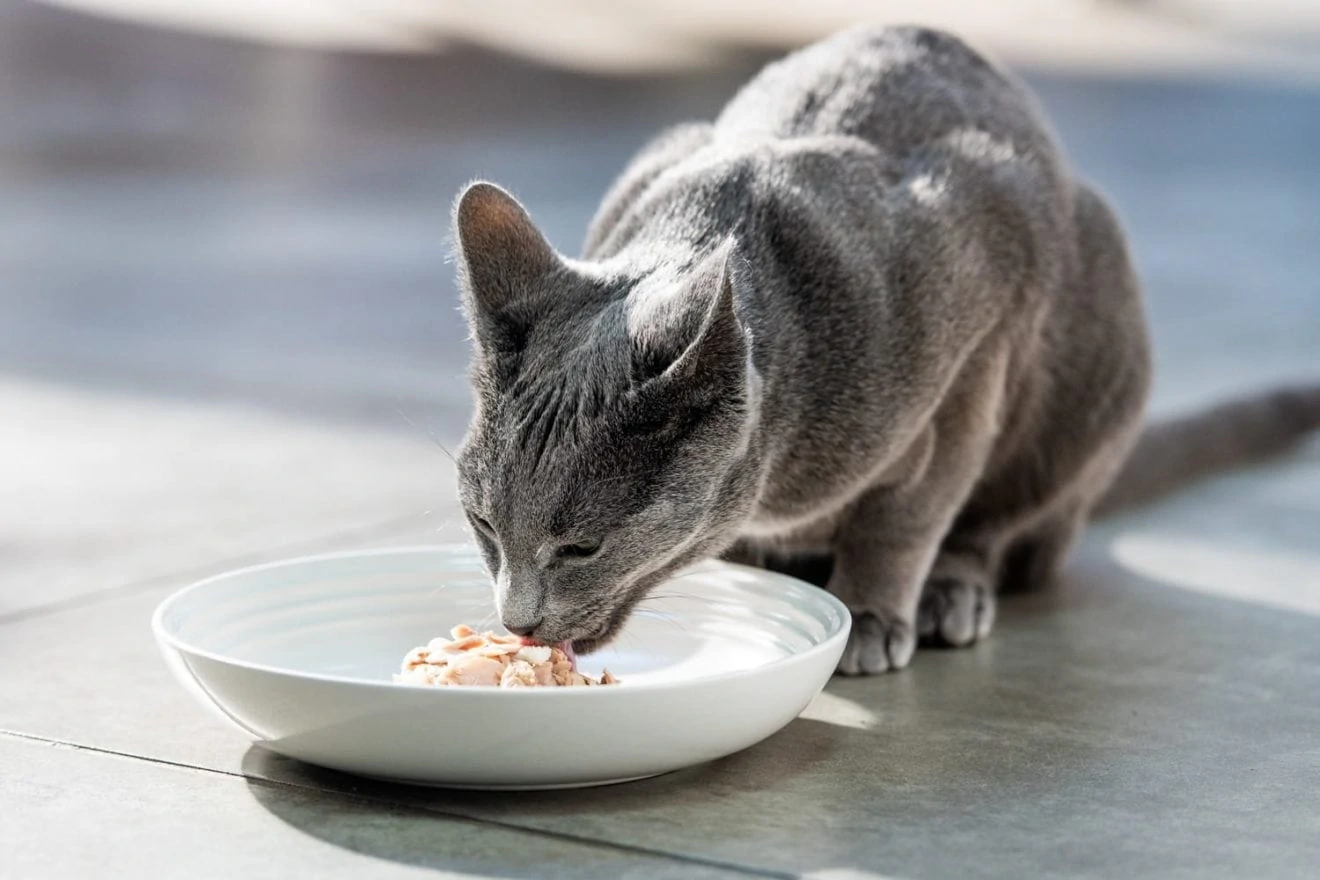 Encore's Guides to the best diet for cats