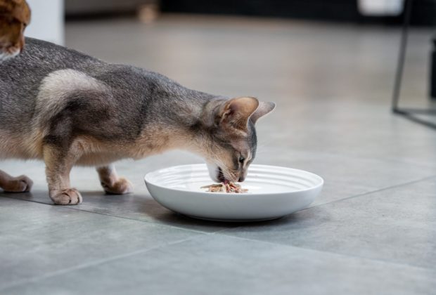 Kissan ruoansulatusjärjestelmän terveys