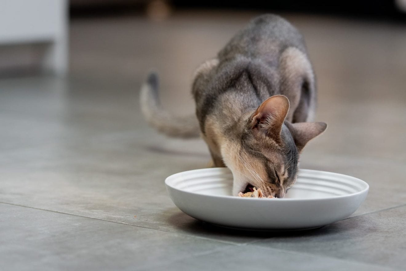 Photo of a fussy cat eating Encore cat food
