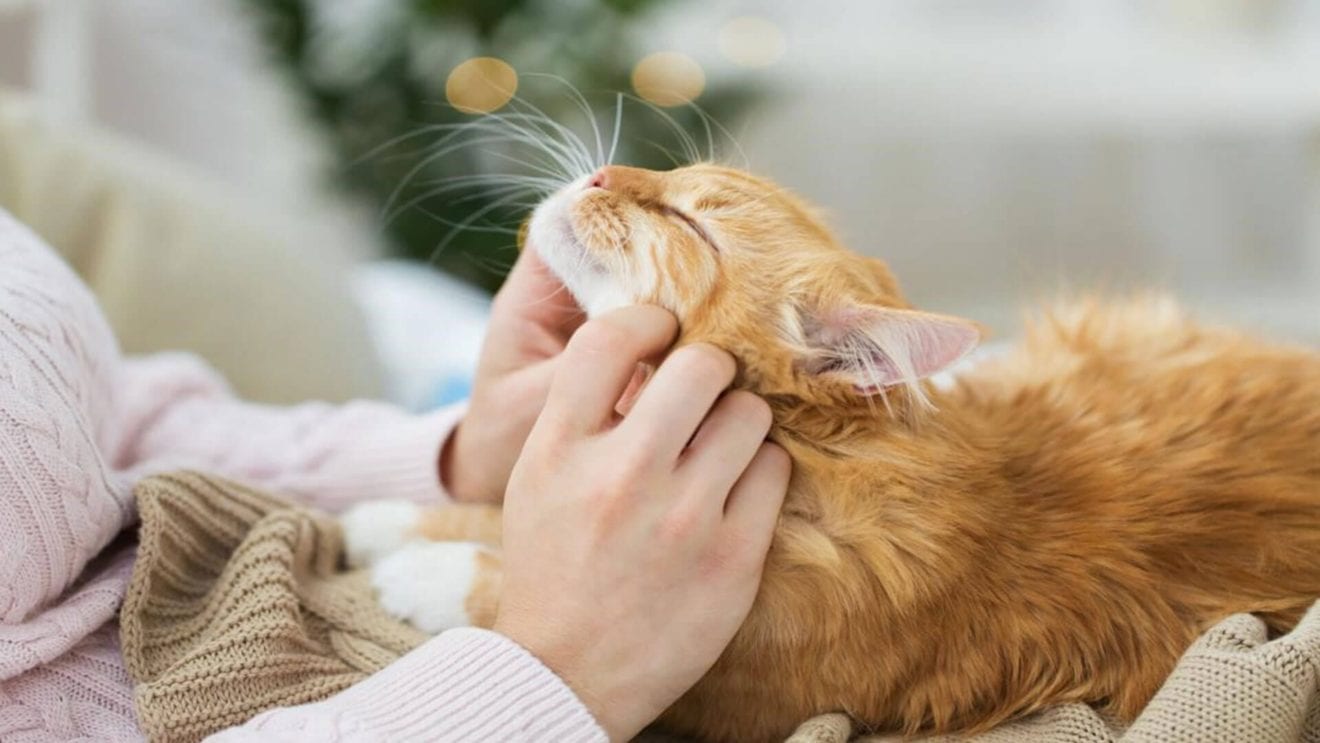 Encore's top tips for new cat owners