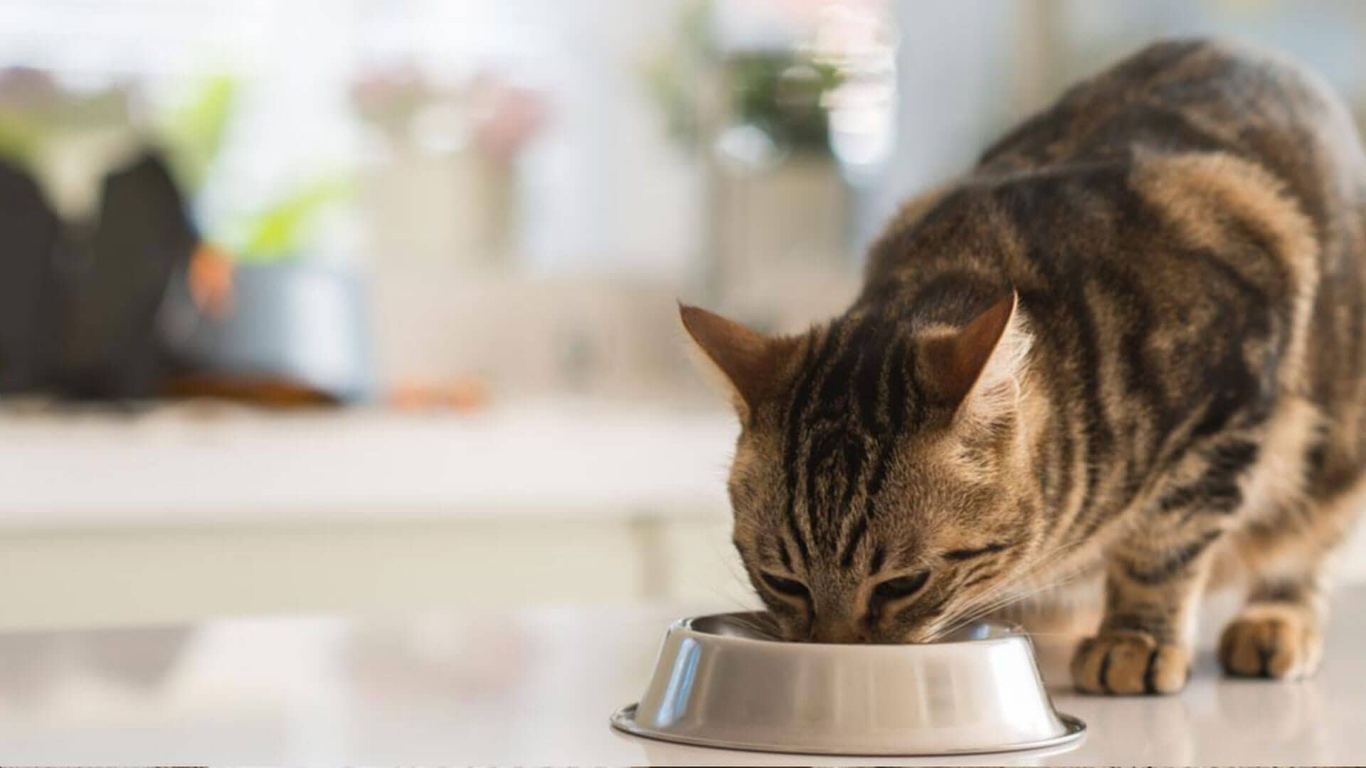 Feeding Guidelines for an Indoor Cat | Encore Pet Food