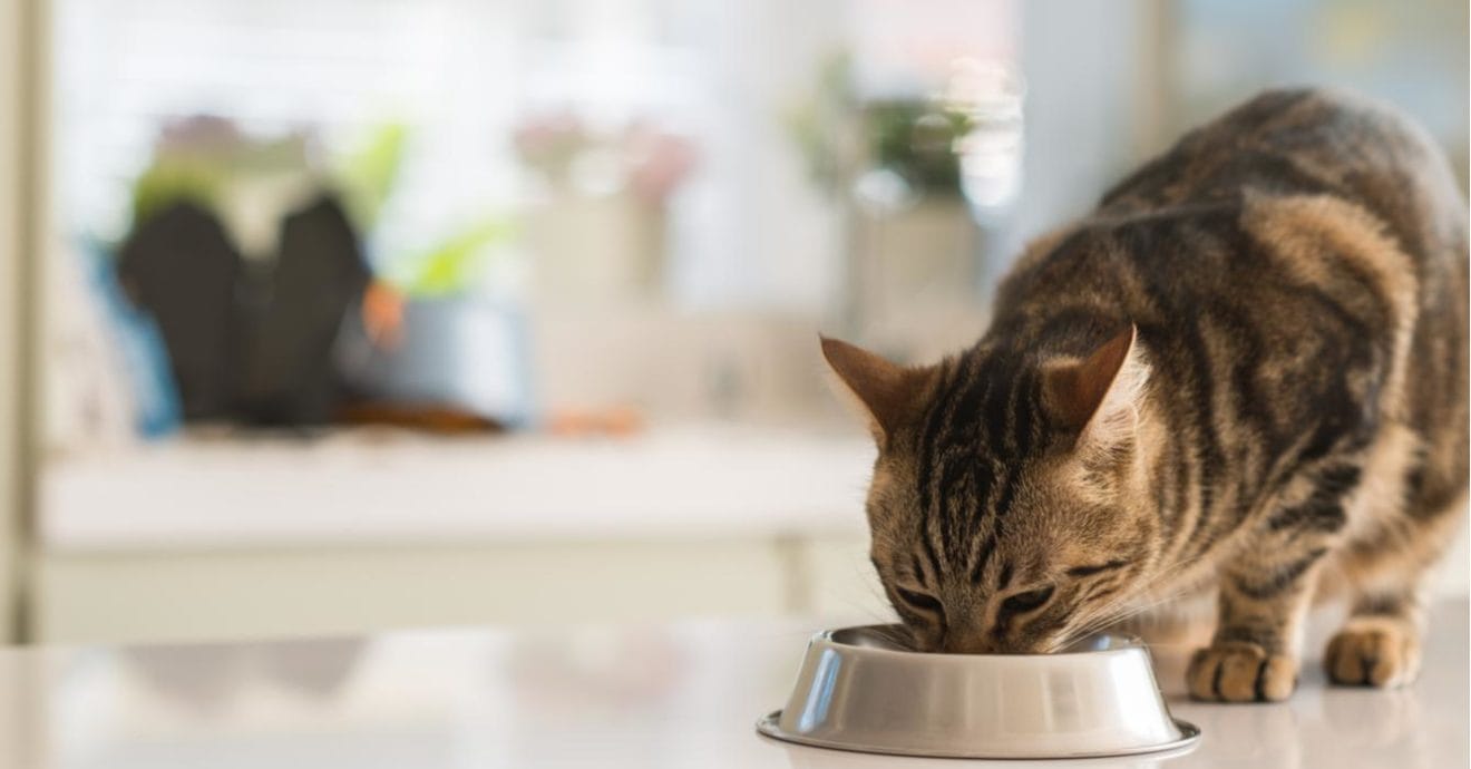 Encore discusses the best cat food for indoor cats