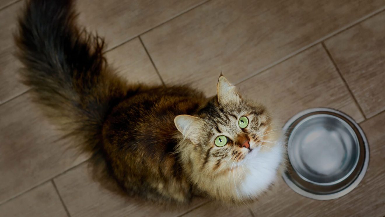 Encore’s healthiest dry cat food for indoor cats