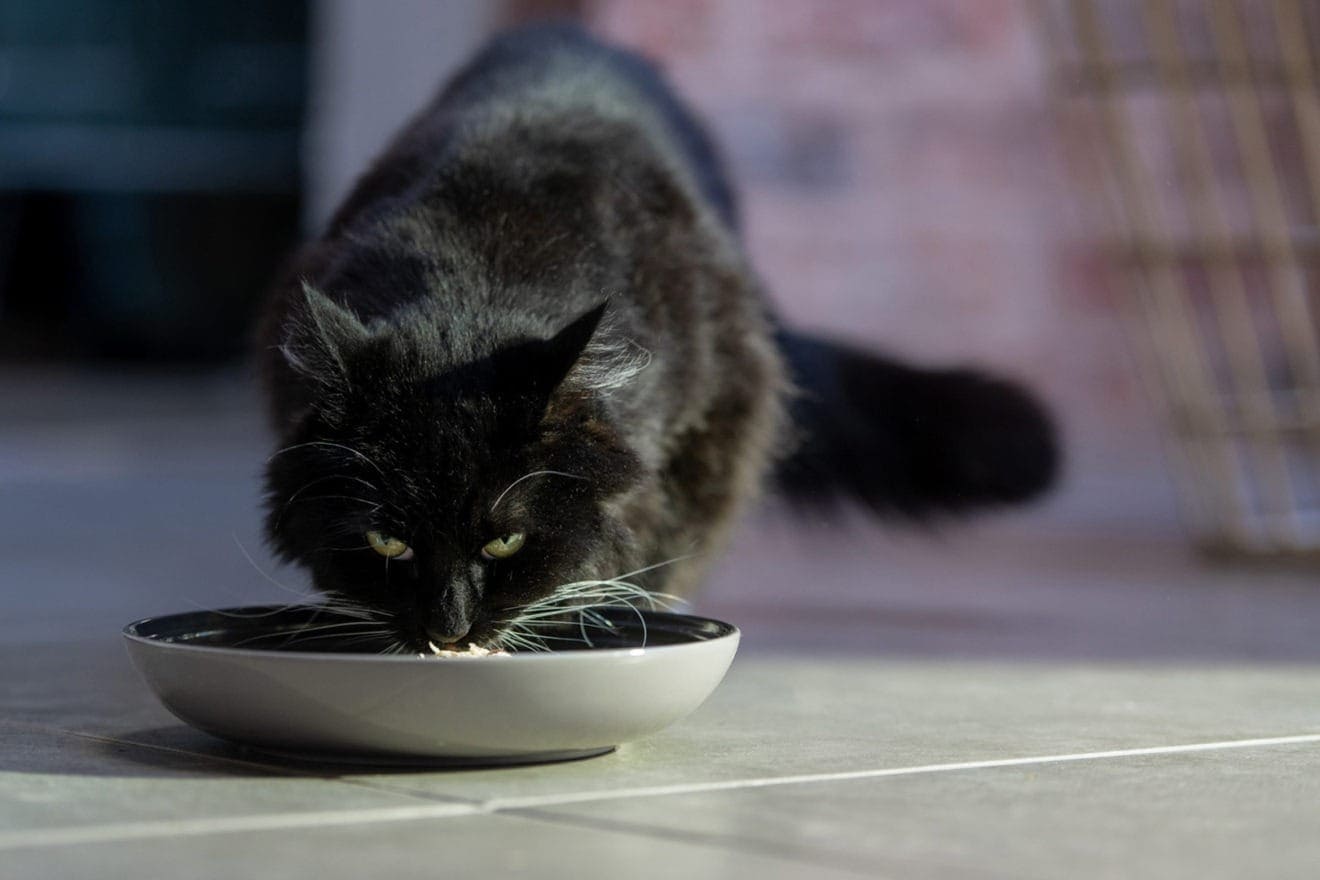 Encore discusses the debate of wet cat food vs dry cat food