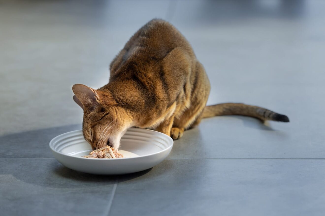 what does high protein diet do do cats