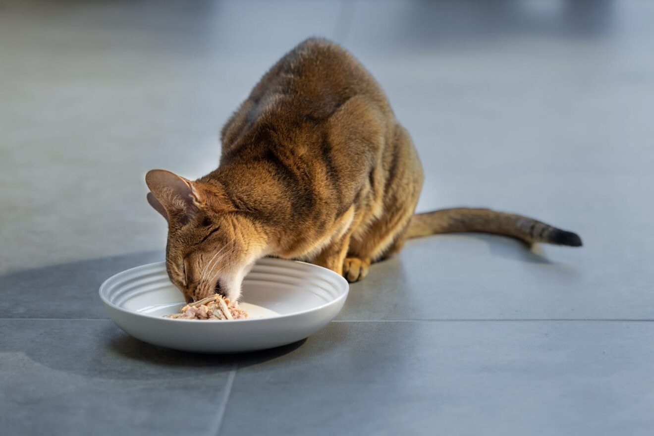 Picture of a cat enjoying Encore cat food from a bowl