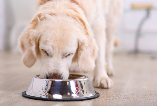 Miksi valita luonnon omista raaka-aineista valmistettua koiranruokaa?