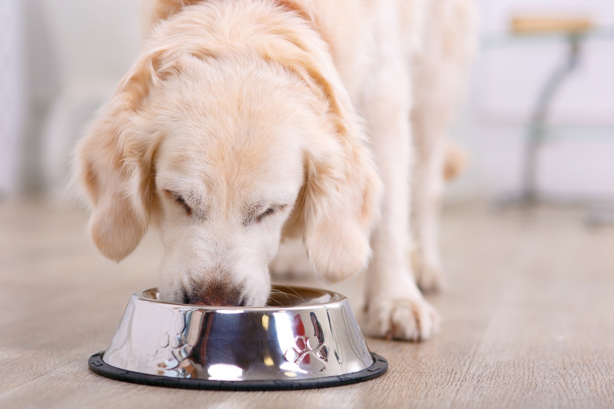 Encore discusses why natural dog food is better