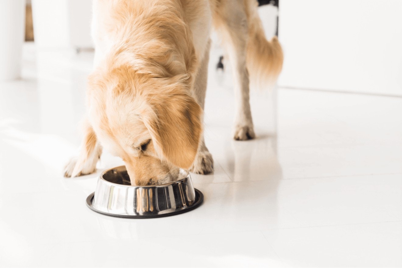 Wet dog food vs dry dog food - Which is better for your dog