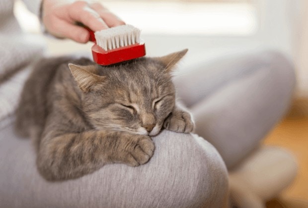 What cat food helps with shedding?