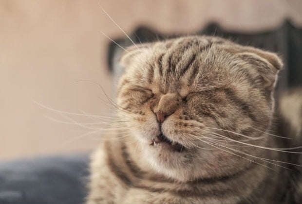 5 Gründe, warum Katzen ständig niesen können