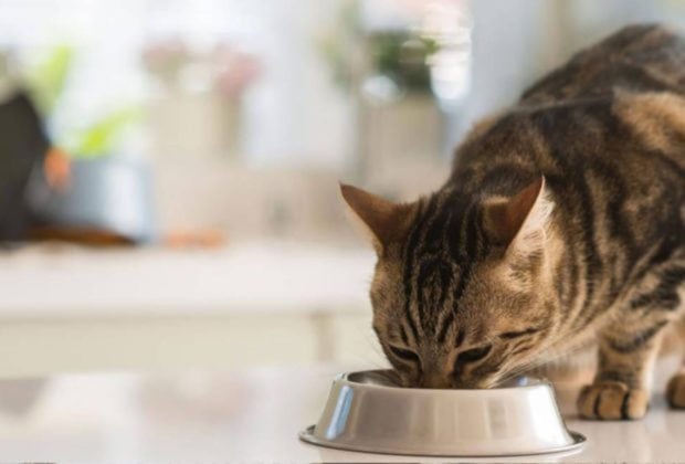 Was‌ ‌spricht‌ ‌für‌ ‌Nassfutter‌ ‌bei‌ ‌ernährungssensiblen‌ ‌ Katzen?
