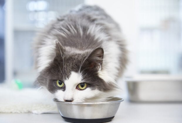 What’s the best cat food for sensitive stomachs?