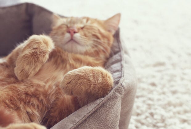 Why do cats sleep so much (and is it normal)?