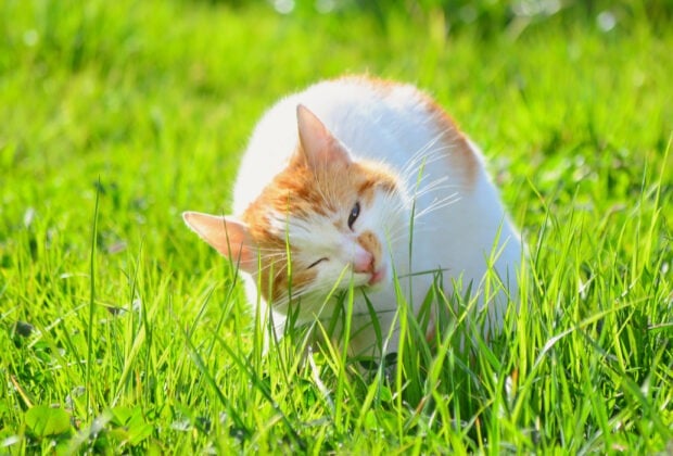 Why do cats eat grass (and is it healthy)?
