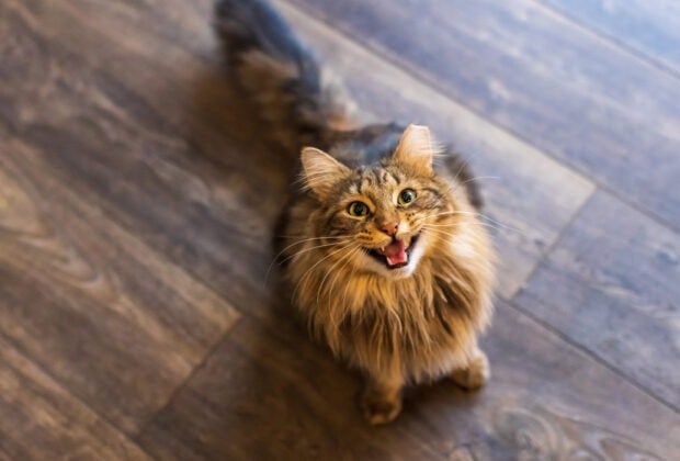 Cat treats – How many to give and why they’re important