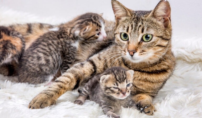 How Many Kittens Can a Cat Have? | Encore Pet Food