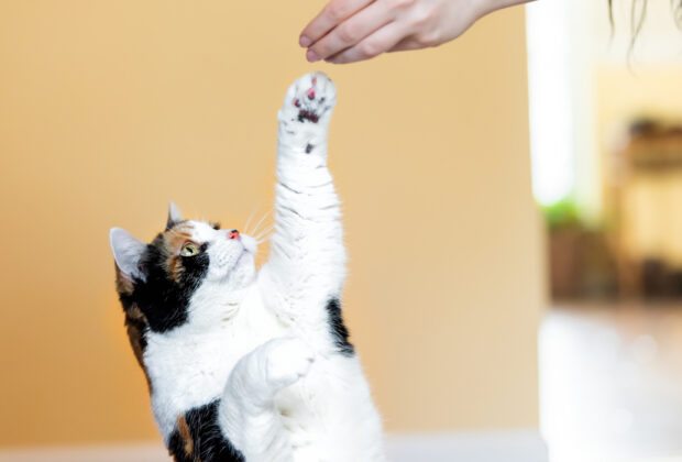 Can a cat learn to do tricks (or become more obedient)?