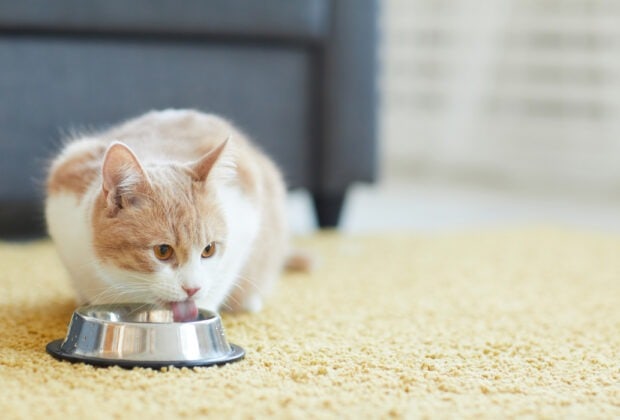 How to Prevent Urinary Tract Infections in Cats