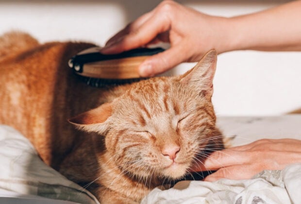 Why does my cat have dandruff?
