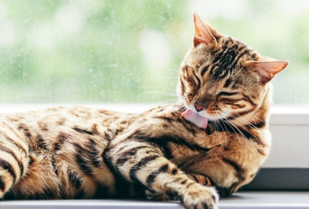 Why cats overgroom (and what to do to stop it)