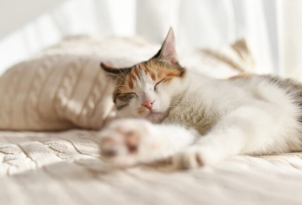 Pet Advice For Pet Owners Encore Expert Pet Care Advice