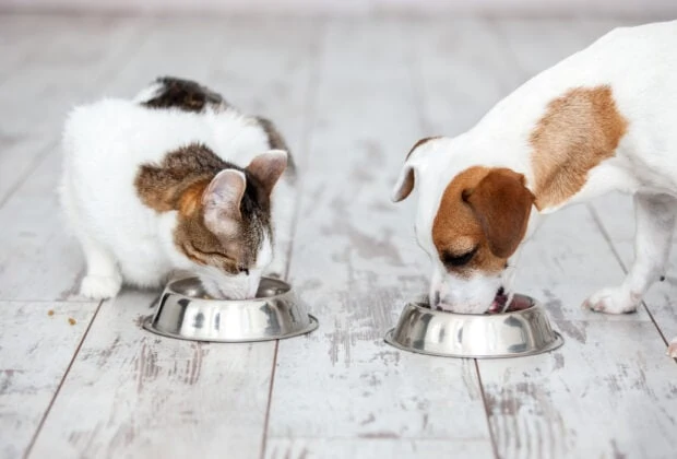 Can cats eat dog food?