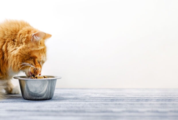 Can cats eat a vegan diet?