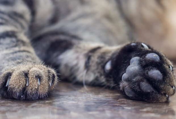 What to do if your cat has dry or cracked paw pads