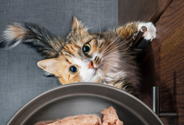 Is homemade raw cat food safe?