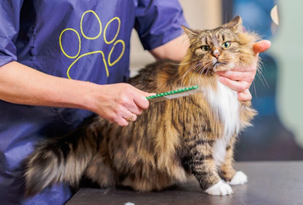 How often should you take your cat to a groomer?