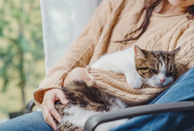 Can cats actually sense the emotions of their owners?