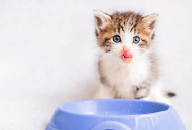 What diet is best for a fussy kitten?
