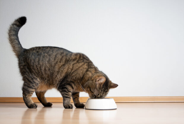 How to help your cat lose weight safely with a natural pet food diet