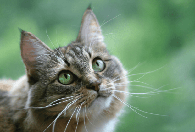 What can cats see? Understanding feline vision
