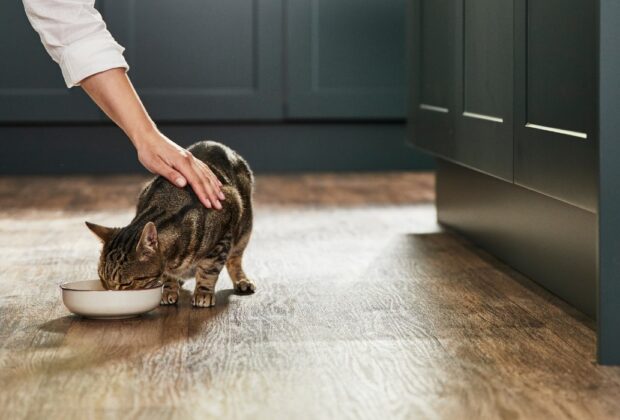 Nutrition & Hydration: Keep your cat feeling their best