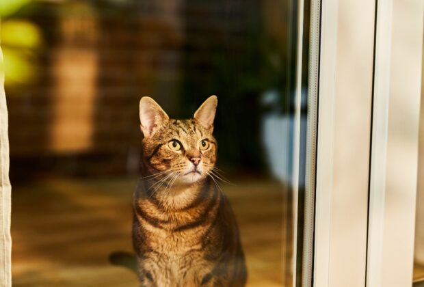 Easy, sustainable ways to care for your cat