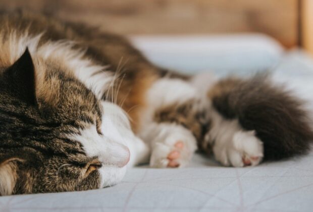 Why cats are the true napping experts