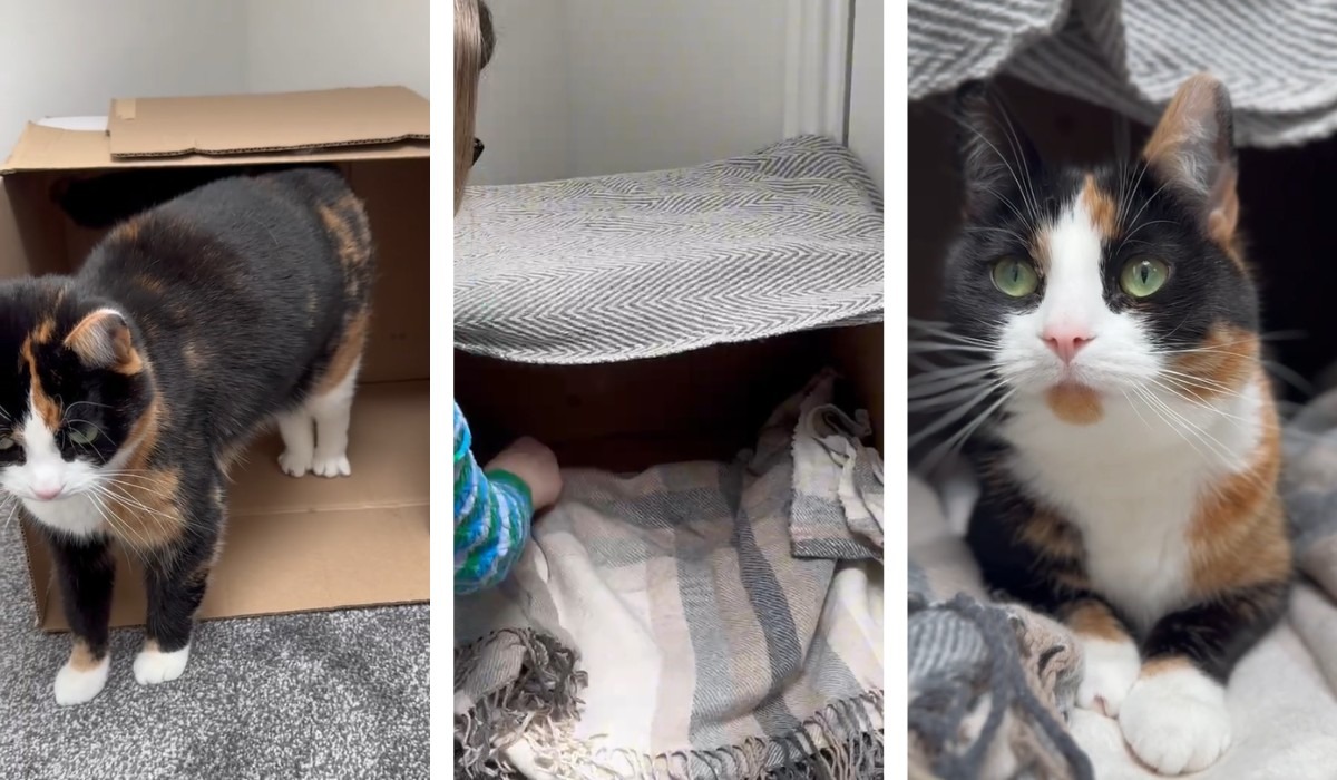 DIY Cat bed