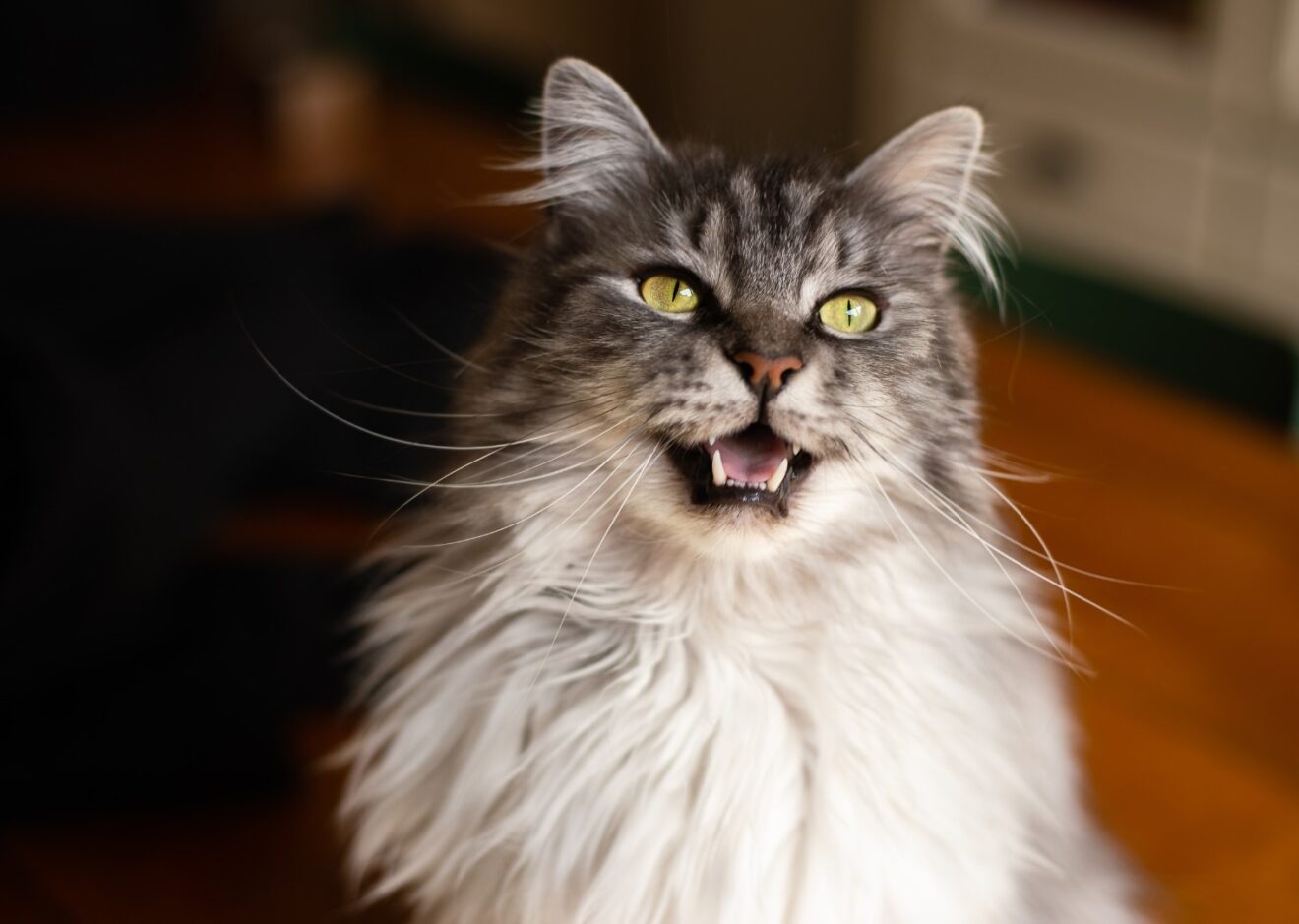 angry cat