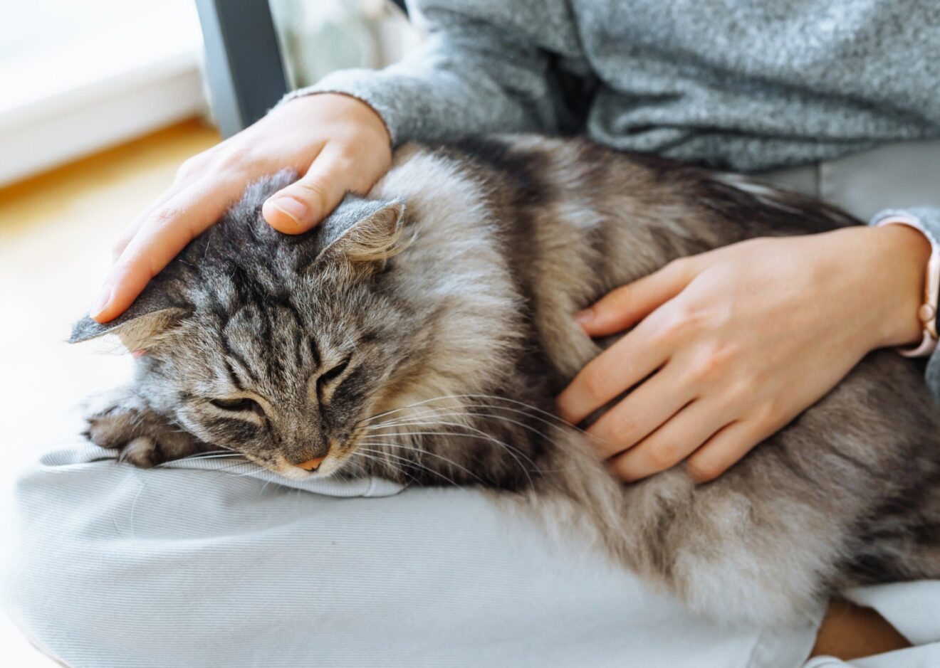 cat cuddle on lap