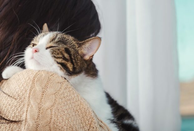 Hug Your Cat Day: Should You Hug Cats?