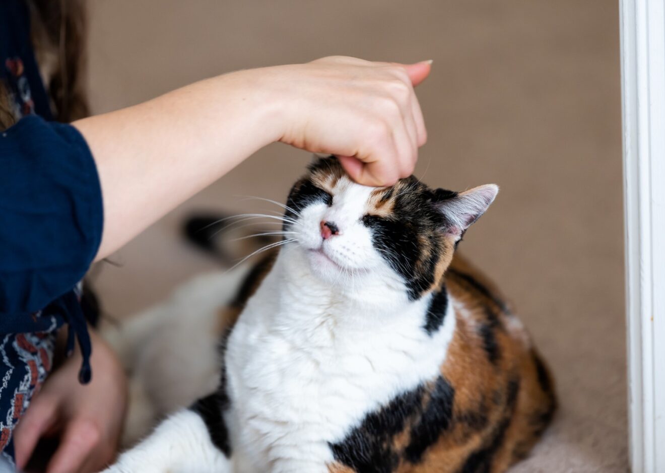 cat head rub