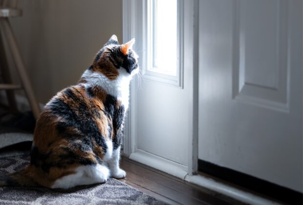 Why Microchipping Your Cat is Essential