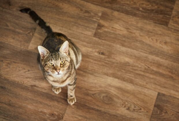 Can cats eat seaweed?
