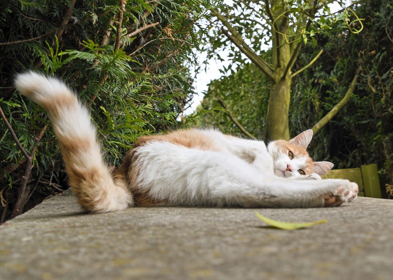 cat lying down