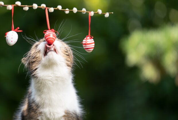 Create a stress-free Easter for your cat